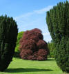 CooleParkTree