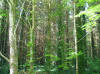 TheSevenWoods