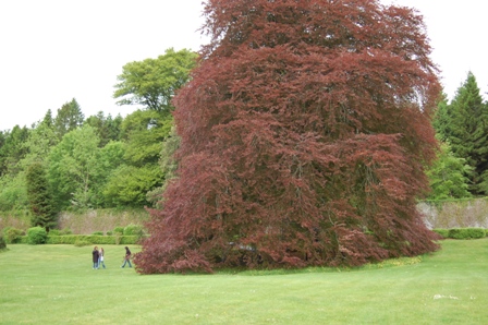 Autograph tree