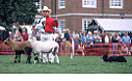Sheep Dog Demonstration