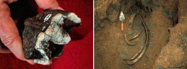 Mastodon tooth and musk ox ribs