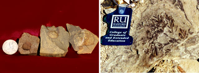 Brachiopods and Plants