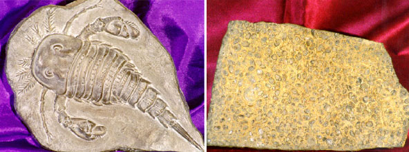 Eurypterid and Ostracod