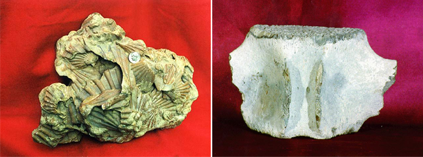 Mollusks and Whale