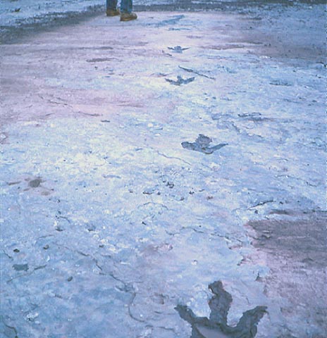 Dinosaur tracks