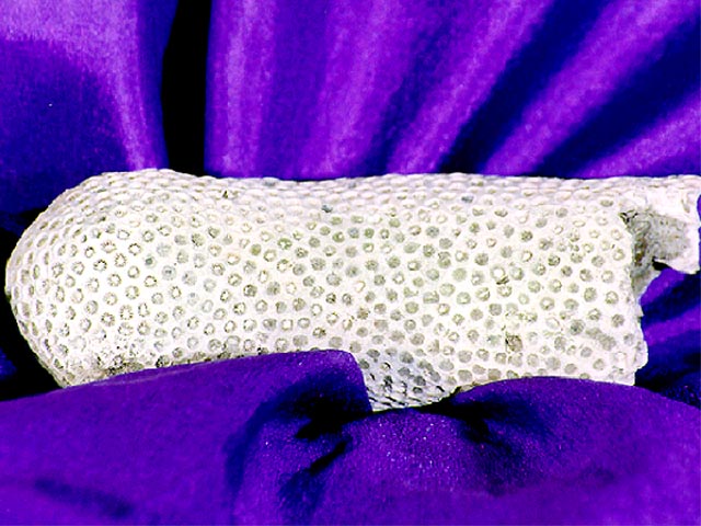 Coral