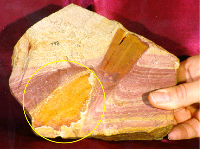 Glossopteris