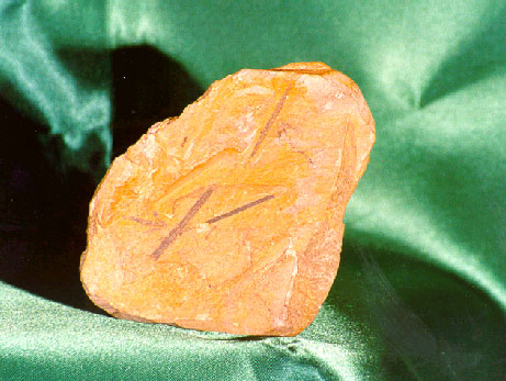 Graptolite