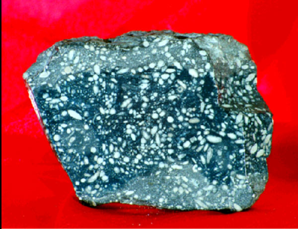 Protozoans