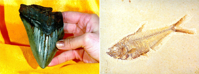 Shark tooth and fish