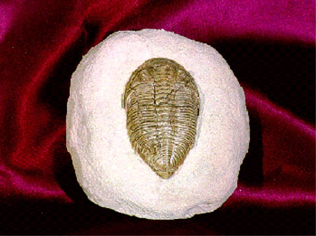 Trilobite