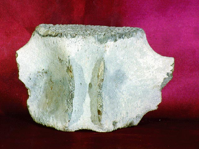 Whale vertebra