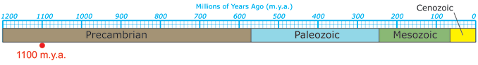 Timeline
