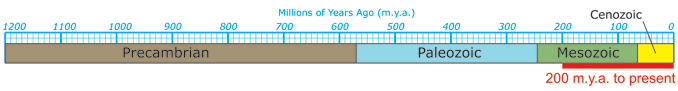 Timeline