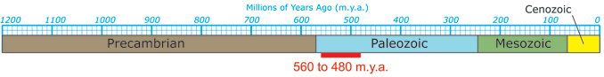 Timeline