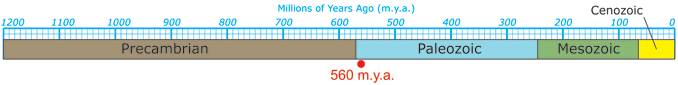 Timeline