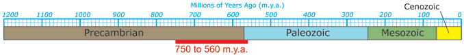 Timeline